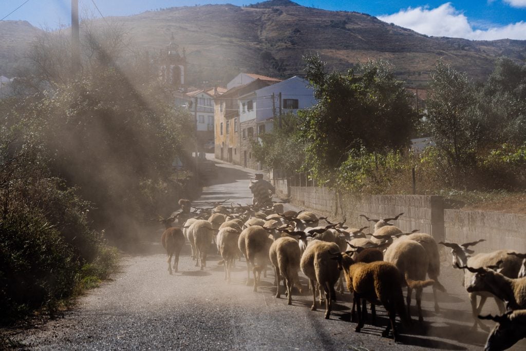 O pastor José Albano a caminho da Igreja do Freixo da Serra