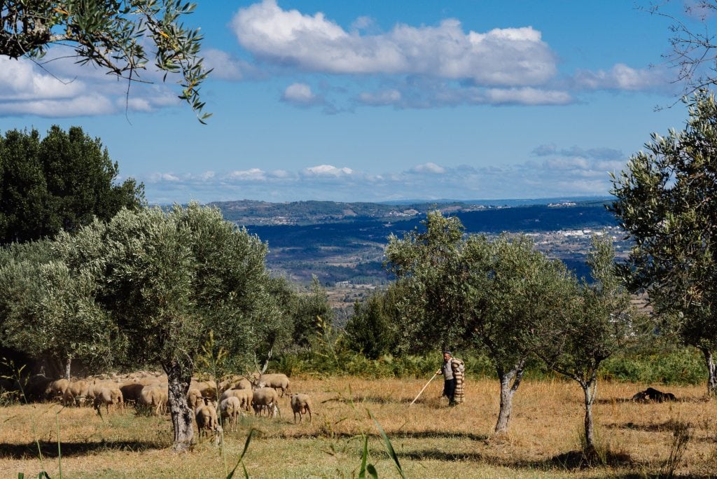 Rebanho de Zé Albano