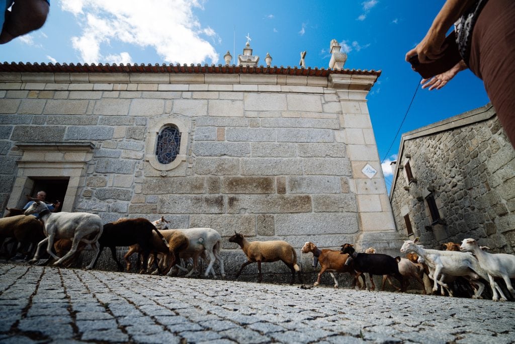 Romaria das ovelhas em Freixo da Serra