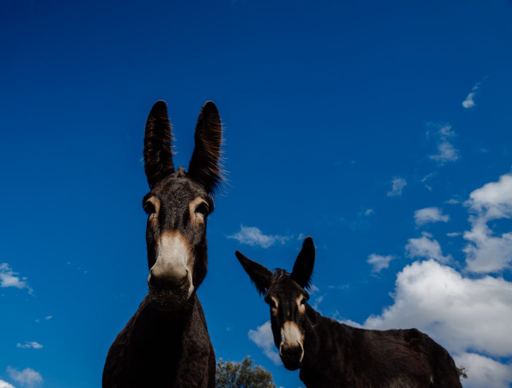 Burros de Uva
