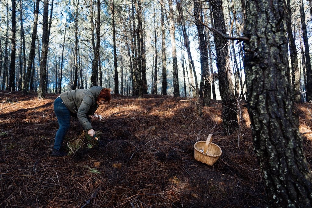Apanha de cogumelos no Alcaide
