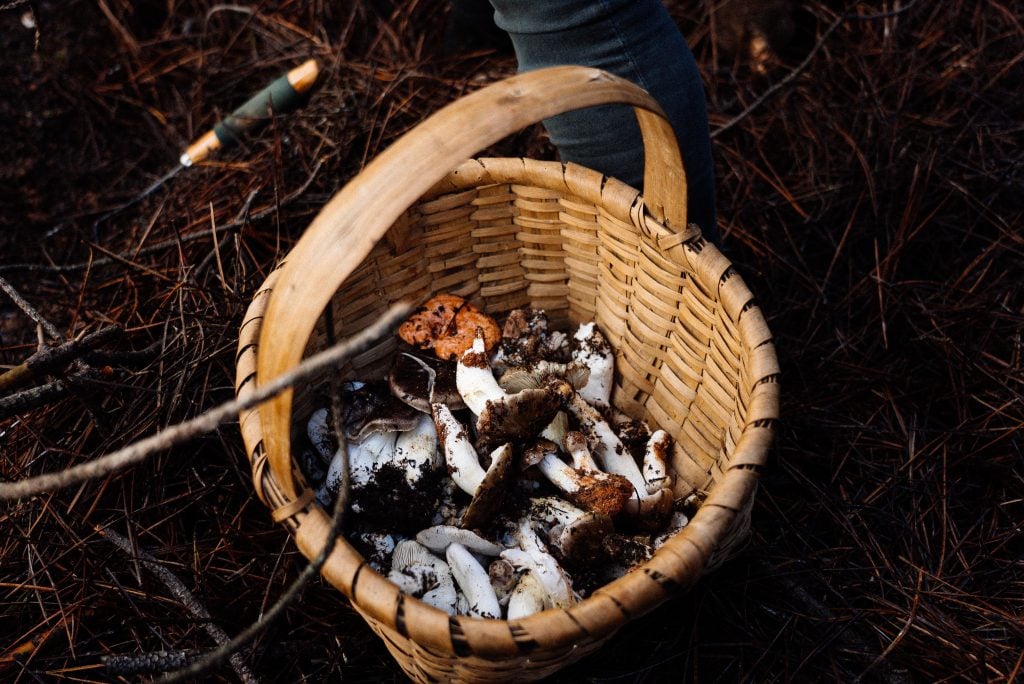 Cesta de cogumelos