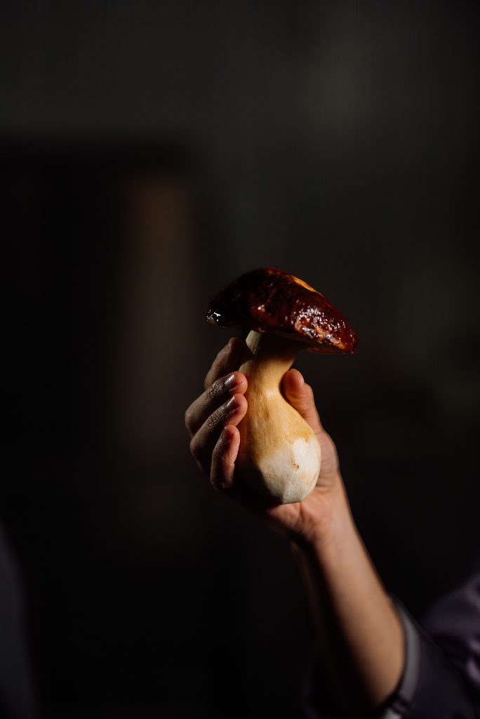 Cogumelos comestíveis