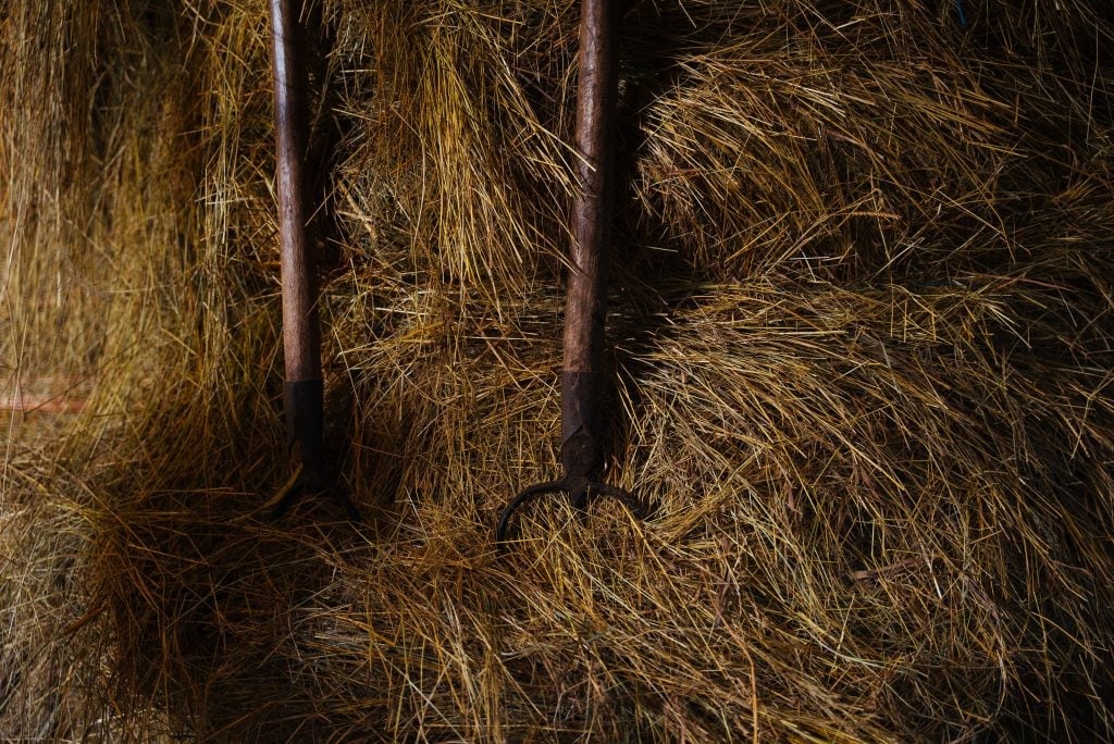 Feno para os animais