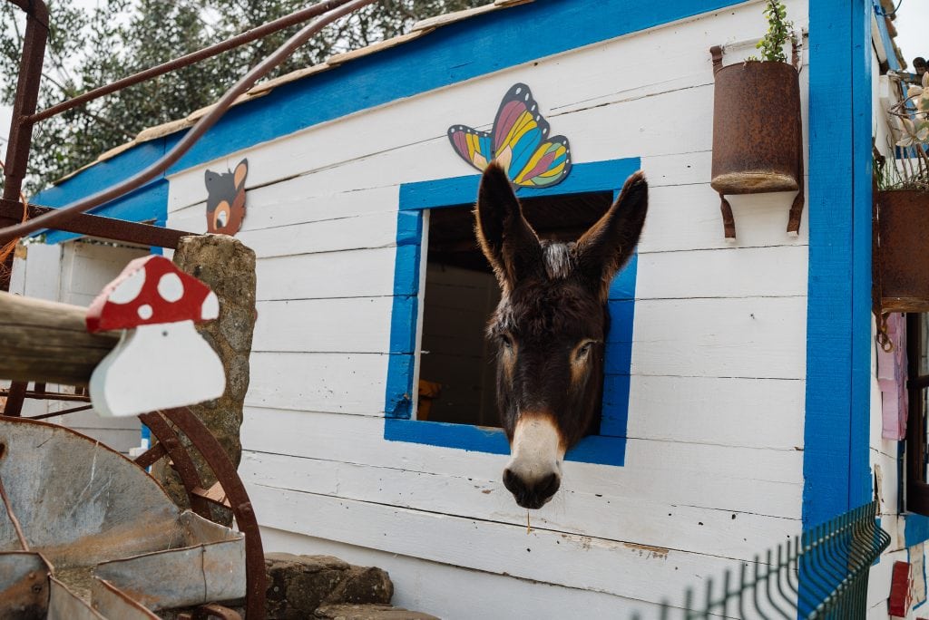 Burro Baltazar, Alte