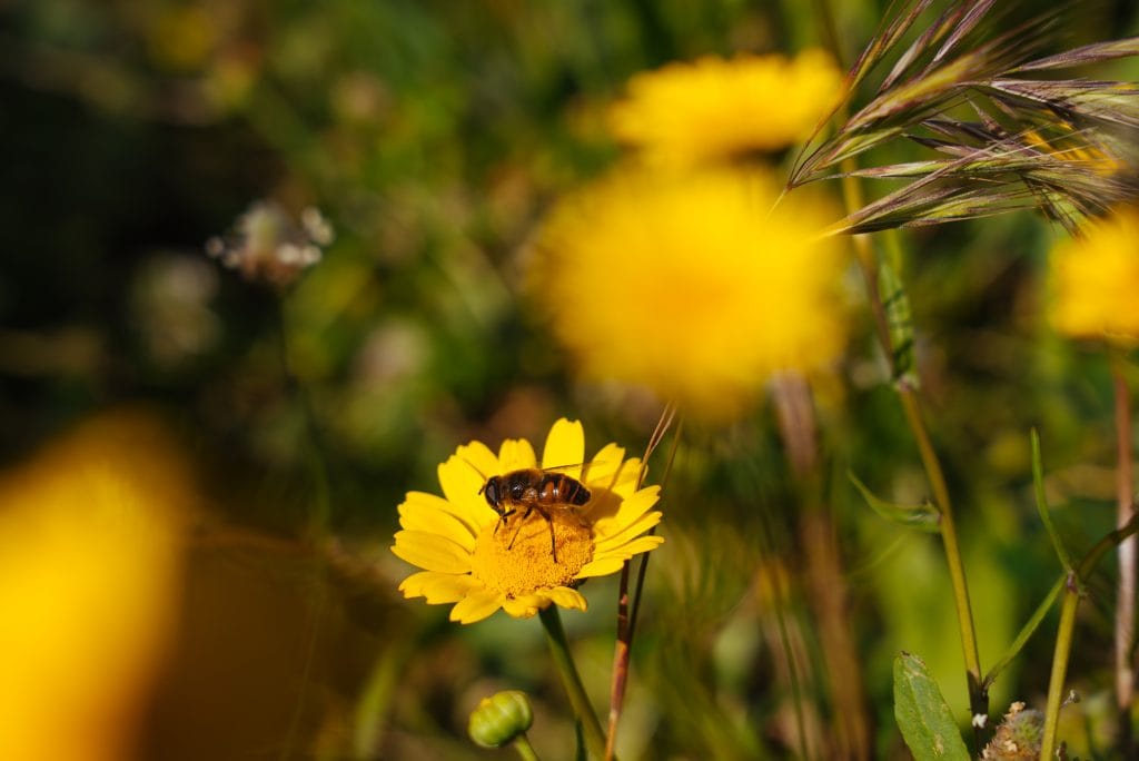 Abelha numa margarida amarela