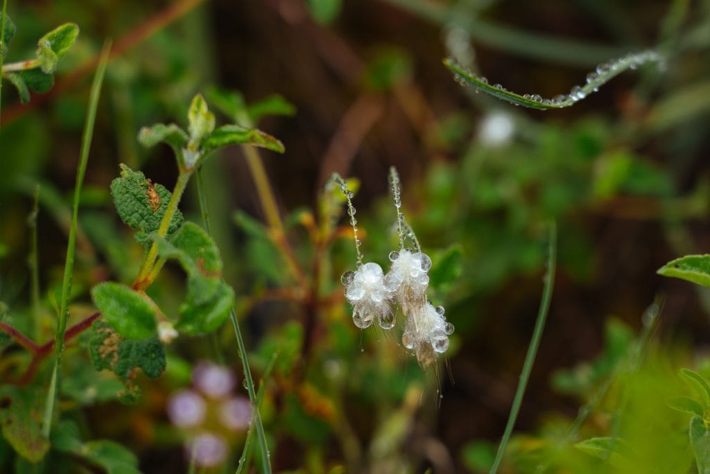 Natureza em Serra de Santo António