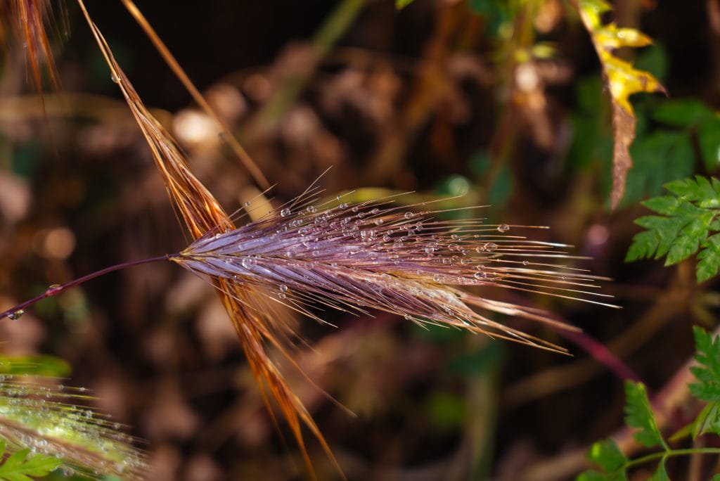 Natureza em Serra de Santo António