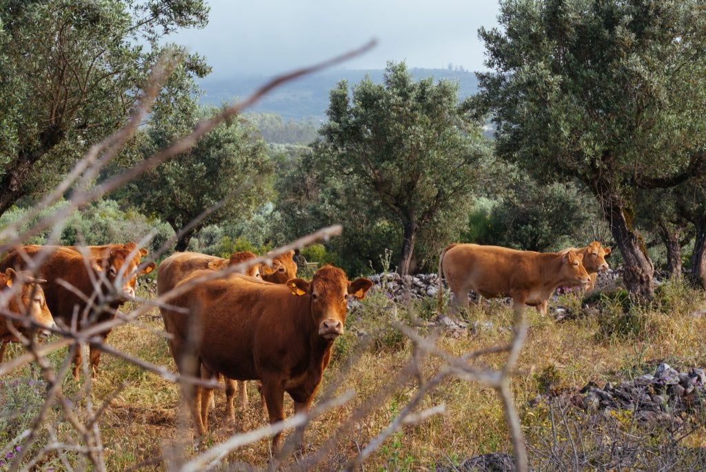 Manada de vacas de Orlando Elias