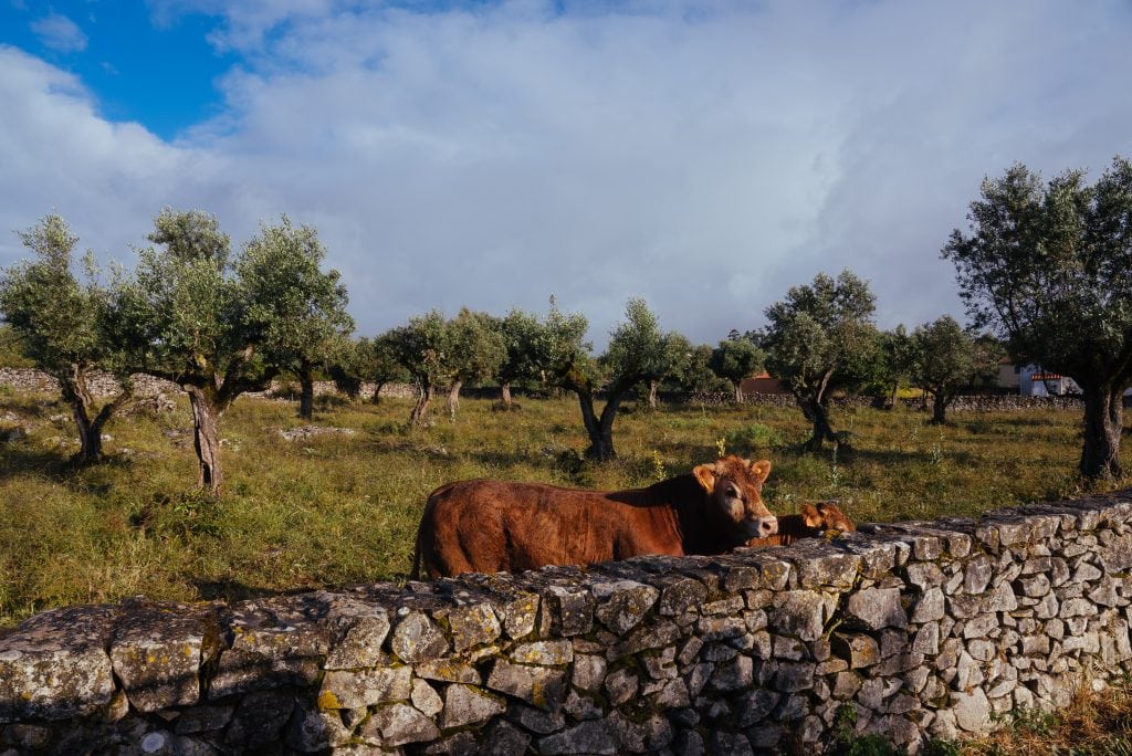 Vacas