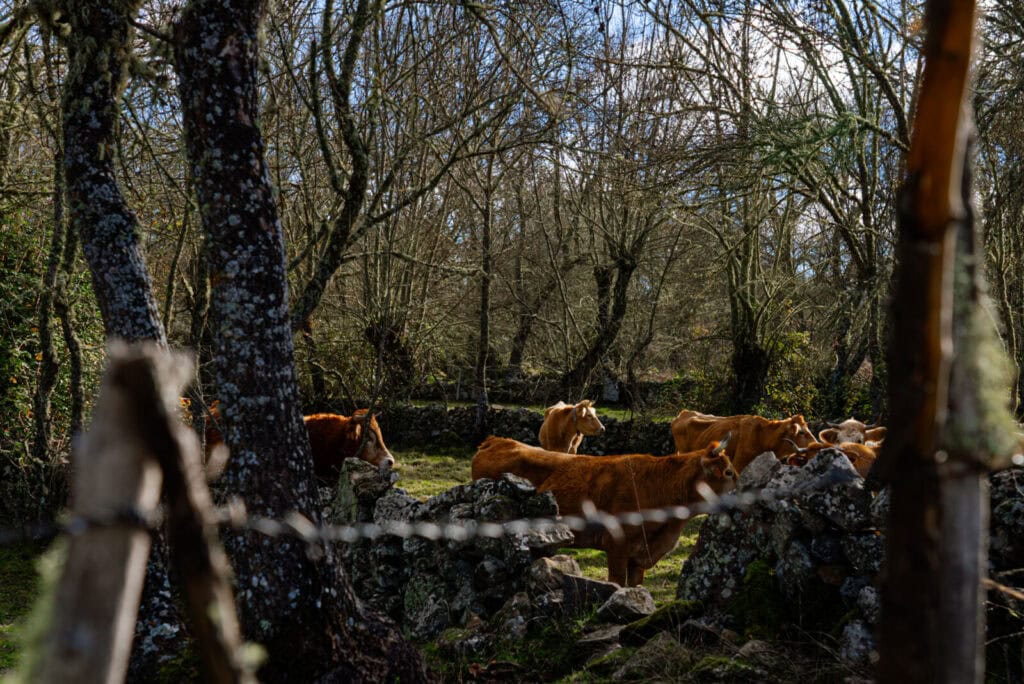 Natureza em redor da aldeia da Cabreira