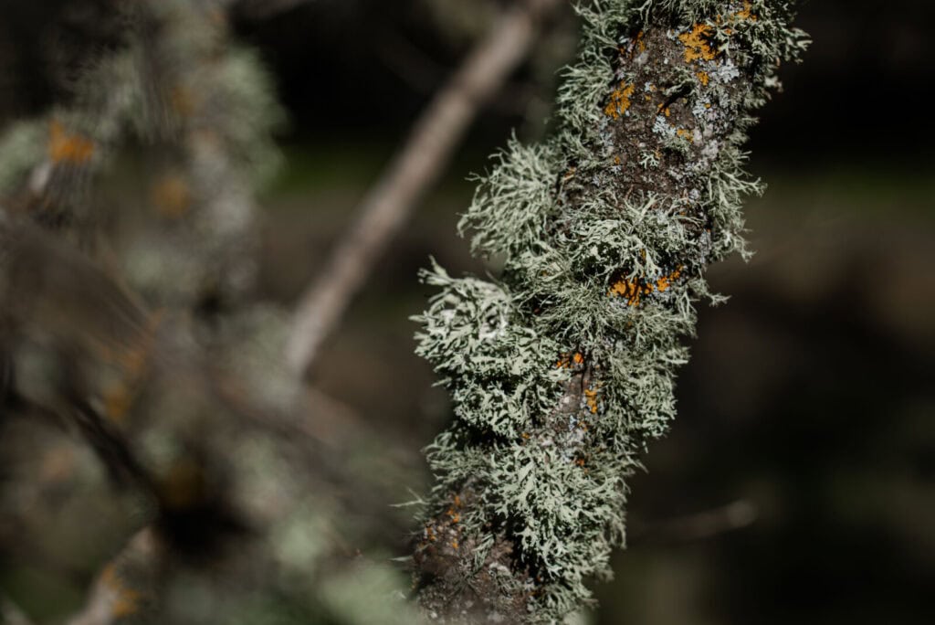 Líquenes na Cabreira