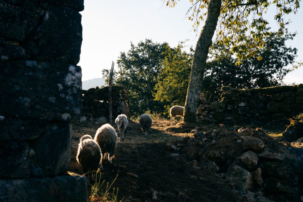 Ovelhas no Soajo