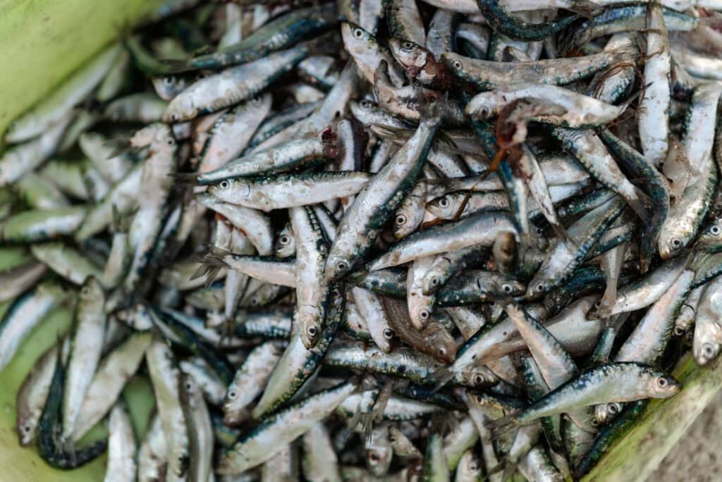 Arte xávega na Praia de Mira